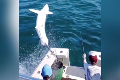 Drei-Meter-Hai springt Fischern ins Boot