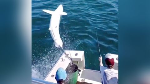Drei-Meter-Hai springt Fischern ins Boot