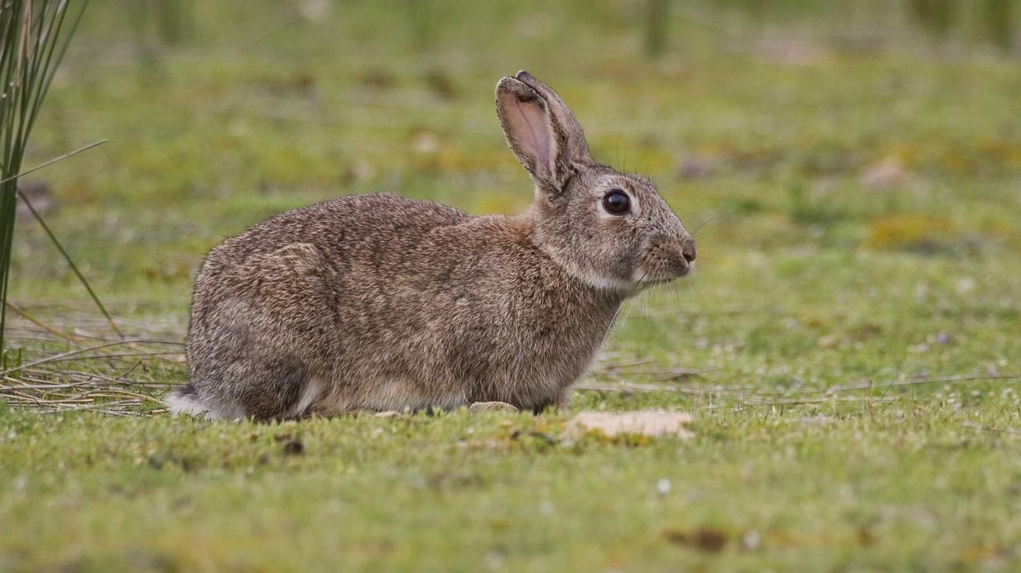 24 Exemplare führten in Australien zu einer Kaninchenplage, die das Land hunderte Millionen Dollar kostet