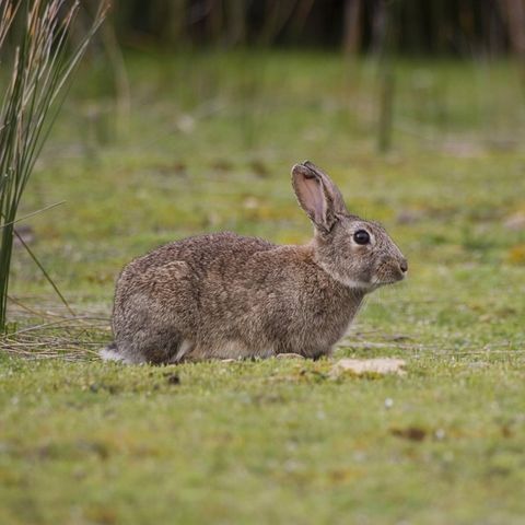 Kaninchen in Australien