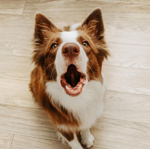 Witziges Tiervideo: Hund reagiert verstört, als er eine Katze sieht