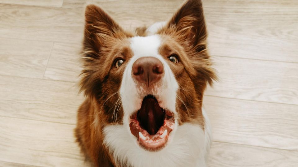 Witziges Tiervideo: Hund reagiert verstört, als er eine Katze sieht