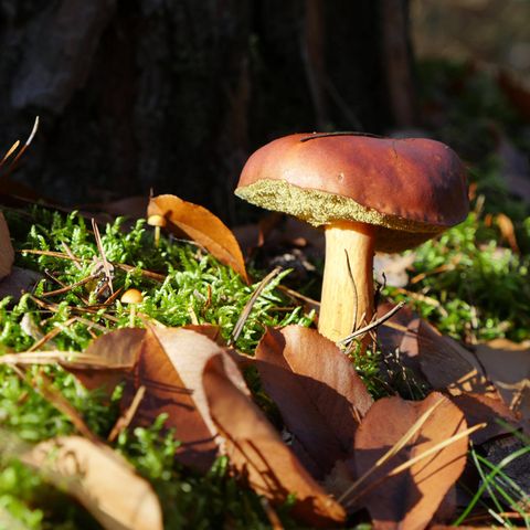 Maronenröhrling