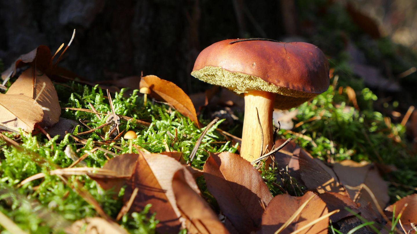 Chernobyl disaster: which forest mushrooms are still radioactive