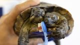 Janus, eine zweiköpfige griechische Schildkröte, wird von ihrer Pflegerin mit einer Zahnbürste gewaschen
