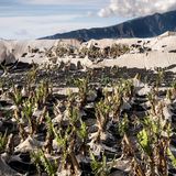 zerstörte Bananenplantage