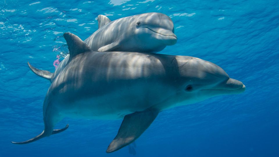 Delfine: Fotografin nimmt faszinierende Geräusche der Meerestiere auf