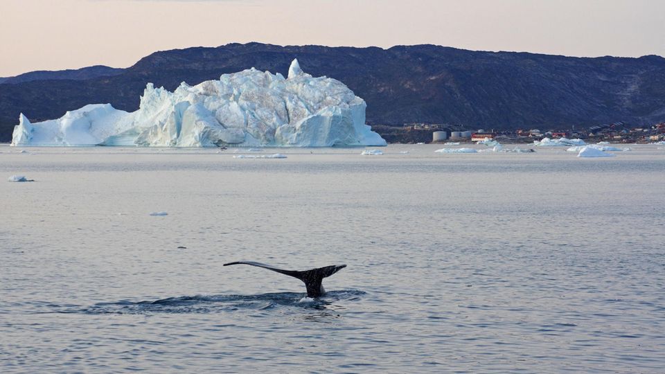 Haute Cuisine auf Grönland: Ein Buckelwal vor Grönland.