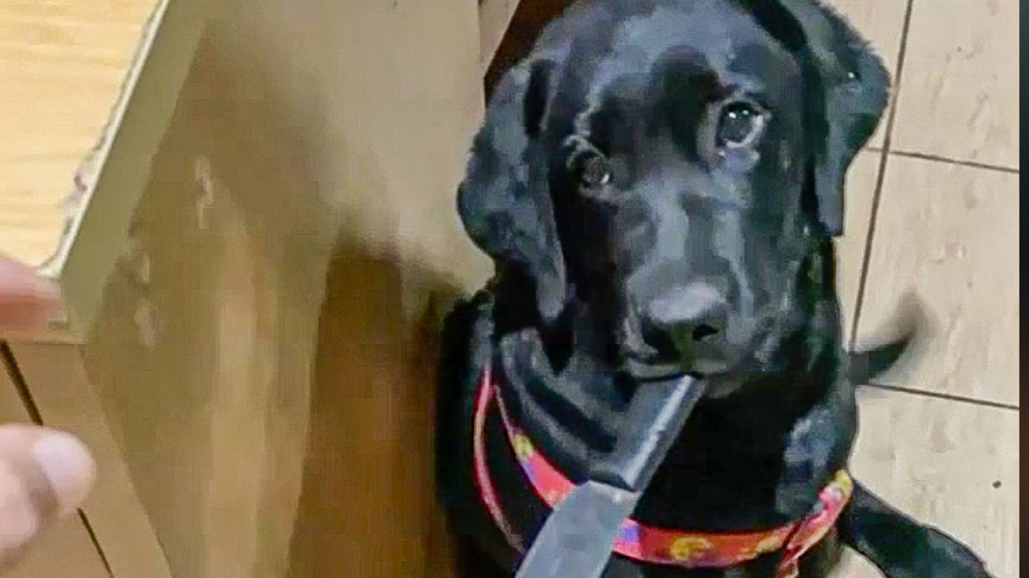 Bewaffneter Wachhund: Wie im Horrorfilm: Hund verfolgt Besitzerin mit Messer zwischen den Zähnen