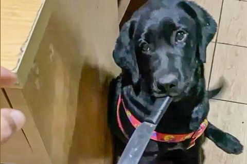 Hund: Tier verfolgt Besitzerin mit Messer zwischen den Zähnen (Video)