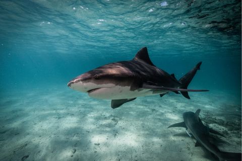 Ein Hai schwimmt nahe Bimini im Meer