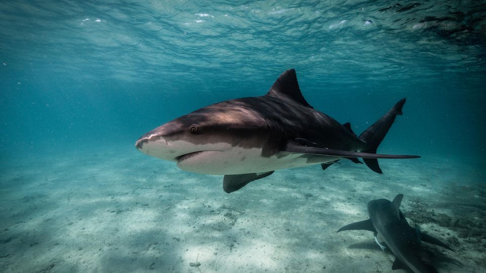Ein Hai schwimmt nahe Bimini im Meer