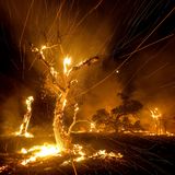 Sie sehen fast aus, als wären sie weihnachtlich beleuchtet: Brennende Bäume bei Hemet