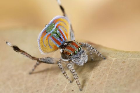 Bunte Spinne