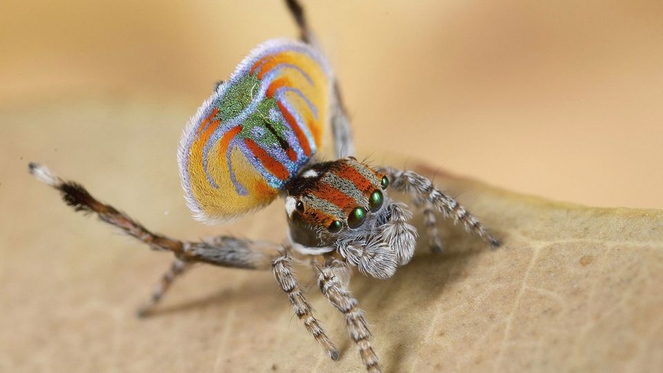 Biologin zur Nosferatu-Spinne: "Die allermeisten Giftstoffe sind fr den  Menschen vllig harmlos" | STERN.de