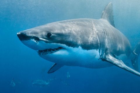 Hai-Angriff: Taucherin zeigt, wie man sich im Wasser verhalten sollte