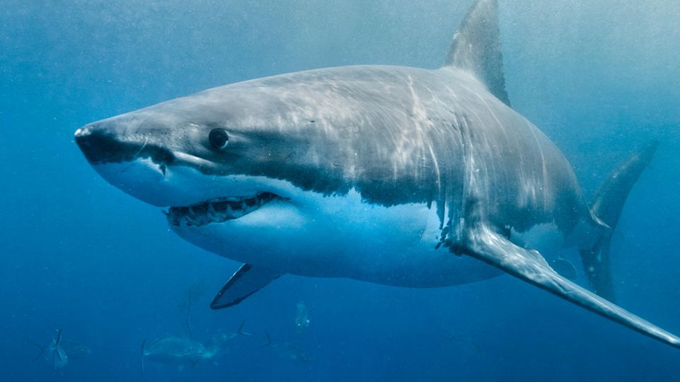 Hai-Angriff: Taucherin zeigt, wie man sich im Wasser verhalten sollte