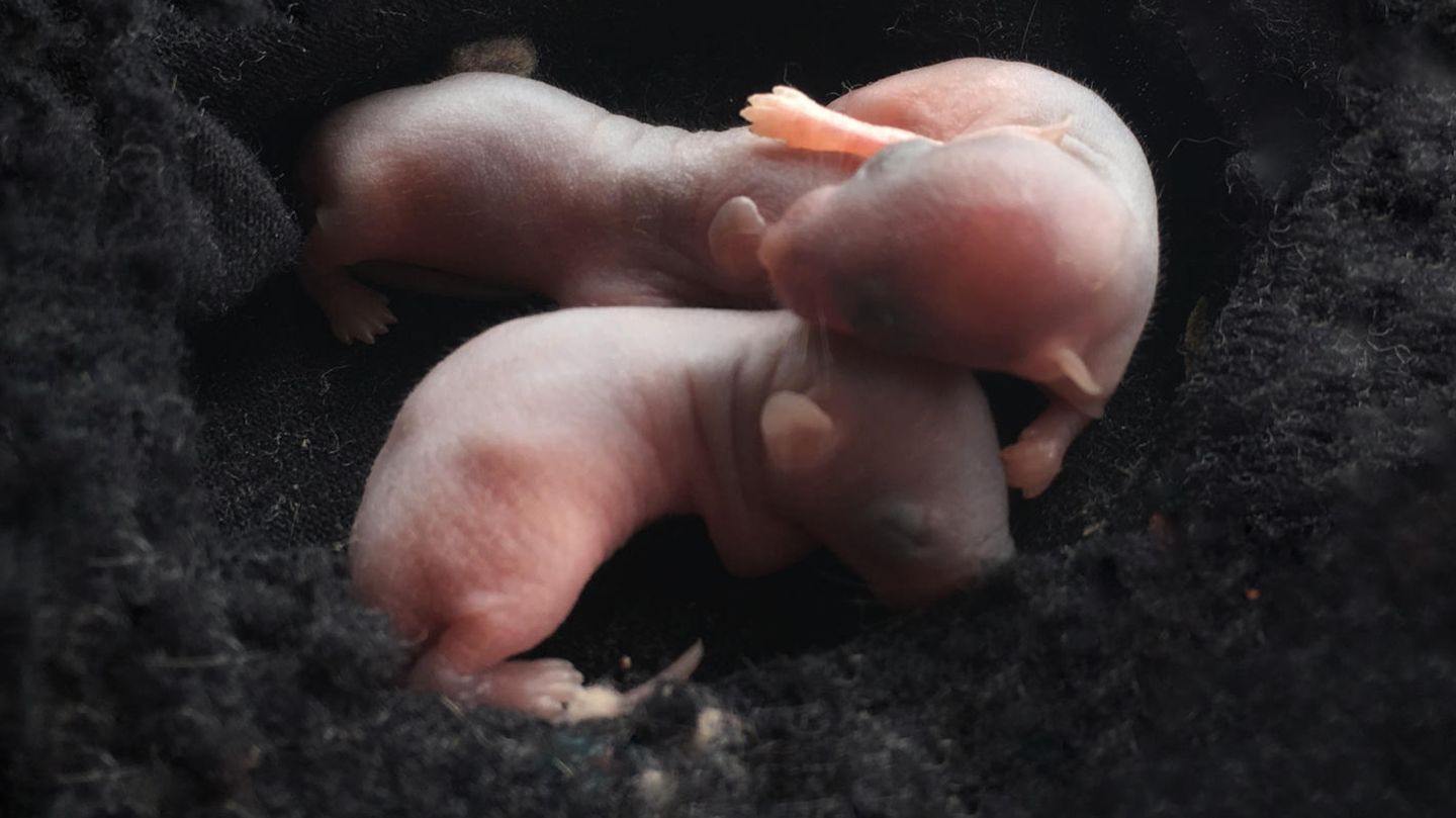Zwei Mäuseembryonen, die ineinander verschlungen sind