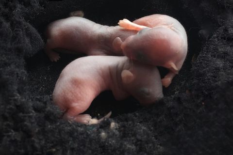 Zwei Mäuseembryonen, die ineinander verschlungen sind