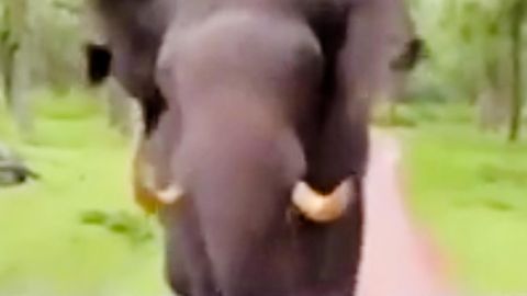 Elefant rennt wütend auf Auto zu – Touristen kommen mit schrecken davon