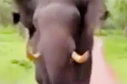 Elefant rennt wütend auf Auto zu – Touristen kommen mit schrecken davon