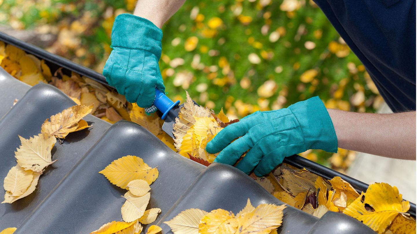 Dachrinne reinigen: Mann befreit eine Regenrinne mit einer Schaufel von Herbstlaub