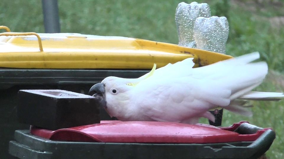 Ein Kakadu schiebt einen Block, der auf einem Abfalleimer liegt