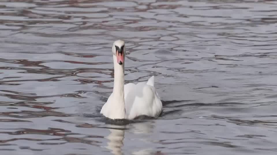 Video: Schwäne im Vereinigten Königreich haben neuen Besitzer Video: Schwäne im Vereinigten Königreich haben neuen Besitzer