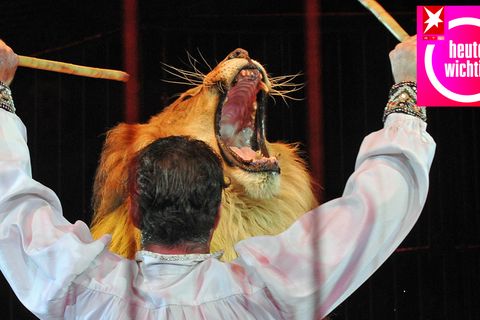 Der Dompteur Martin Lacey jr. während eines Auftritts mit einem Löwen im iCircus Krone (Archivbild)