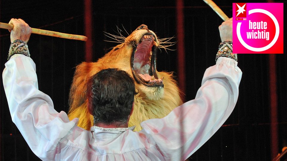 Der Dompteur Martin Lacey jr. während eines Auftritts mit einem Löwen im iCircus Krone (Archivbild)