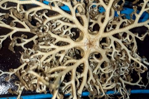 Tausende Tentakeln: Mann fischt alienartiges Meerestier aus dem Wasser