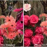 Im Detail sieht man das Nachschärfen noch deutlicher. Man muss aber sagen: Ohne den direkten Vergleich sieht auch das Standard-Foto toll aus.