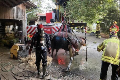 Eine Kuh wird an einem Kran hochgezogen