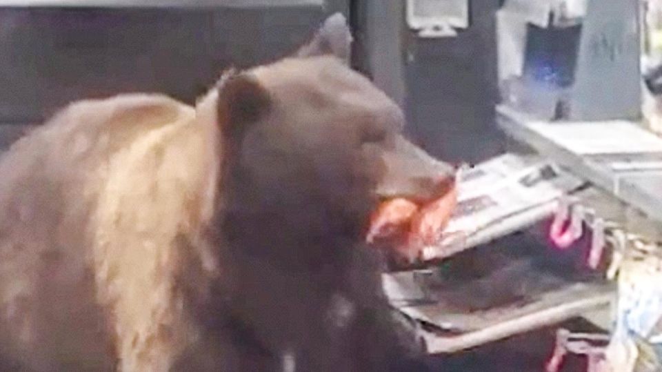Riesiger Braunbär bedient sich am Snack-Regal – und holt immer wieder Nachschub