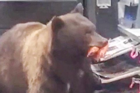 Riesiger Braunbär bedient sich am Snack-Regal – und holt immer wieder Nachschub