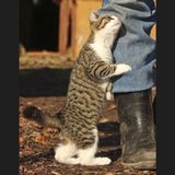 Katze Verhalten Sympathie reiben