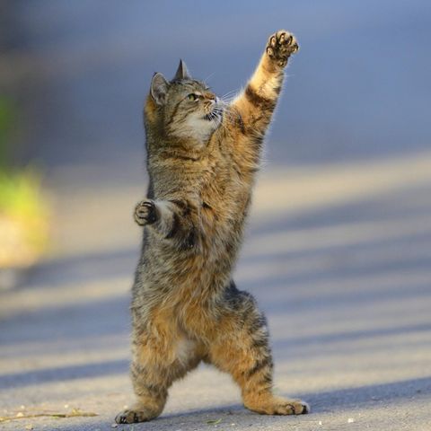 Katze Verhalten Sympathie Einzelgänger