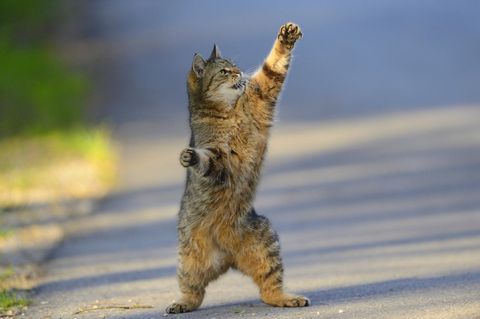 Katze Verhalten Sympathie Einzelgänger