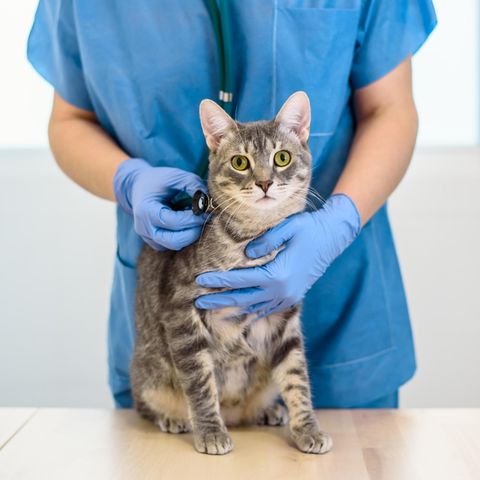 Viele Tierheime leiden jetzt schon unter den gestiegenen Tierarztkosten