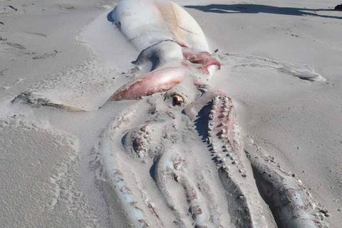 XXL-Kalmar. Touristen finden riesigen Tintenfisch am Strand in Neuseeland