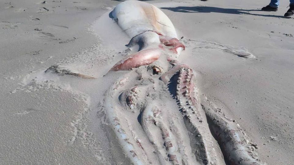 XXL-Kalmar. Touristen finden riesigen Tintenfisch am Strand in Neuseeland