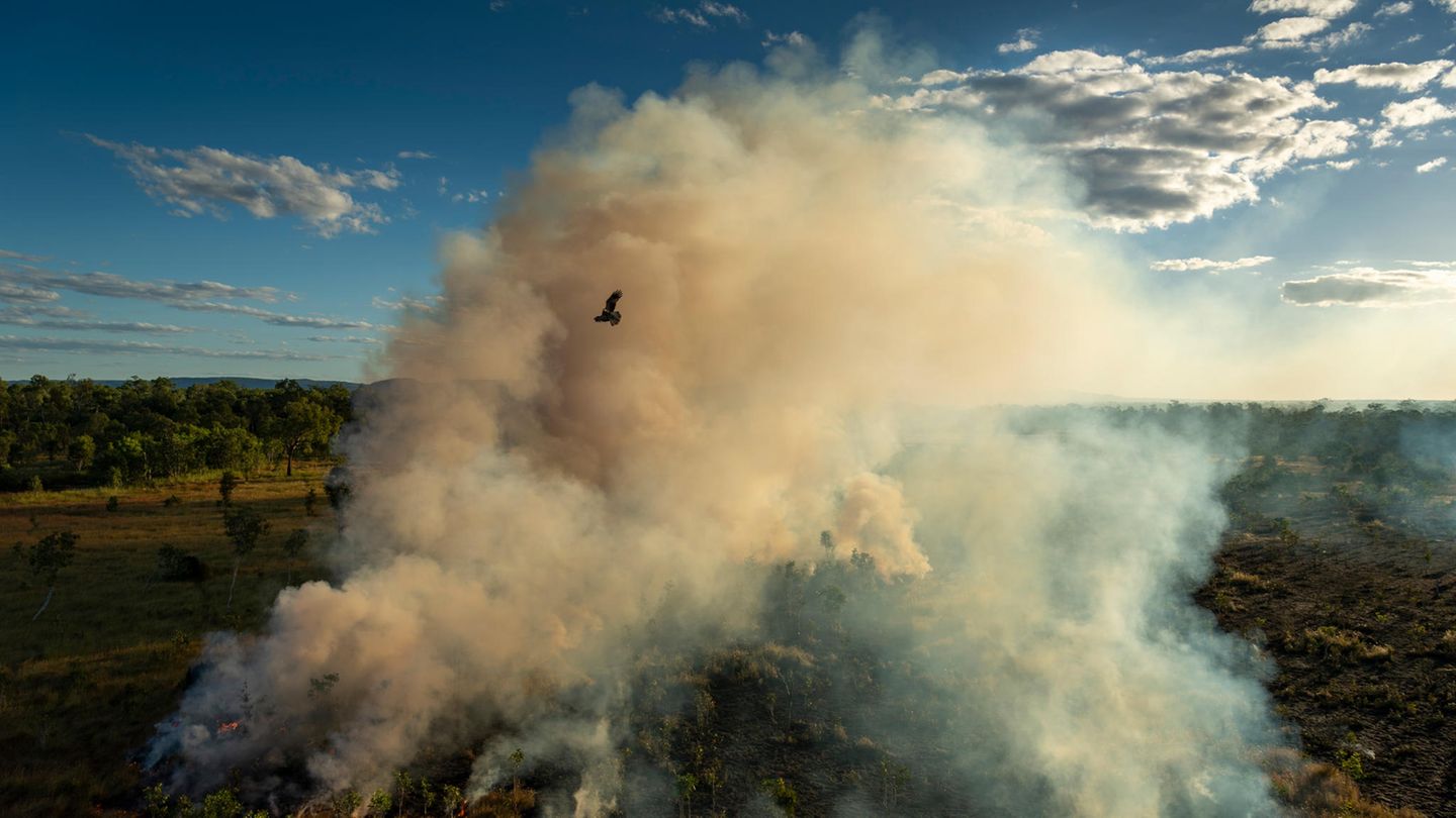 Ein Schwarzmilan fliegt in Mamadawerre, Arnhem Land, Australien, über ein von Jägern entzündetes Feuer. Der auch als Feuerfalke bekannte Greifvogel ist in Nord- und Ostaustralien beheimatet und jagt in der Nähe aktiver Brände, wobei er große Insekten, kleine Säugetiere und Reptilien auf der Flucht vor den Flammen erbeutet.