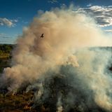 Ein Schwarzmilan fliegt in Mamadawerre, Arnhem Land, Australien, über ein von Jägern entzündetes Feuer. Der auch als Feuerfalke bekannte Greifvogel ist in Nord- und Ostaustralien beheimatet und jagt in der Nähe aktiver Brände, wobei er große Insekten, kleine Säugetiere und Reptilien auf der Flucht vor den Flammen erbeutet.