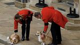 Die Corgis