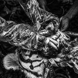 Forstbeamte und Tierärzte führen am 28. April 2012 in der Nähe des Anamalai-Tiger-Reservats in Tamil Nadu, Indien, eine Obduktion eines Tigers durch, um ihn auf Gift zu testen.  In Indien gilt der Bengalische Tiger (Panthera tigris tigris) als gefährdet; in freier Wildbahn leben noch bis zu 3000 Exemplare. Menschliche Siedlungen, Ackerbau und Stadtentwicklung greifen in den natürlichen Lebensraum der Tiger ein und verringern ihre Beutebasis. 