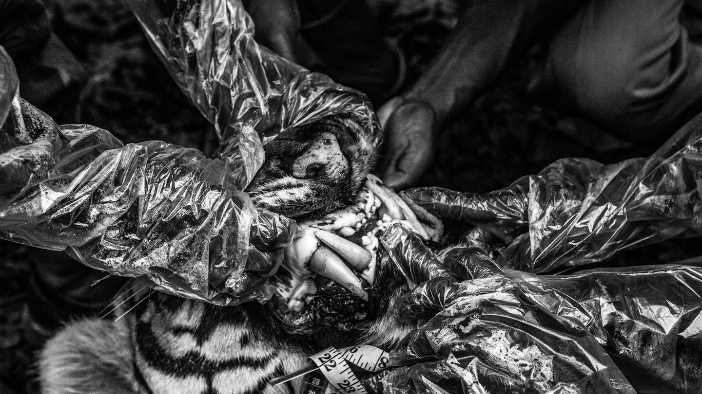 Forstbeamte und Tierärzte führen am 28. April 2012 in der Nähe des Anamalai-Tiger-Reservats in Tamil Nadu, Indien, eine Obduktion eines Tigers durch, um ihn auf Gift zu testen.  In Indien gilt der Bengalische Tiger (Panthera tigris tigris) als gefährdet; in freier Wildbahn leben noch bis zu 3000 Exemplare. Menschliche Siedlungen, Ackerbau und Stadtentwicklung greifen in den natürlichen Lebensraum der Tiger ein und verringern ihre Beutebasis. 