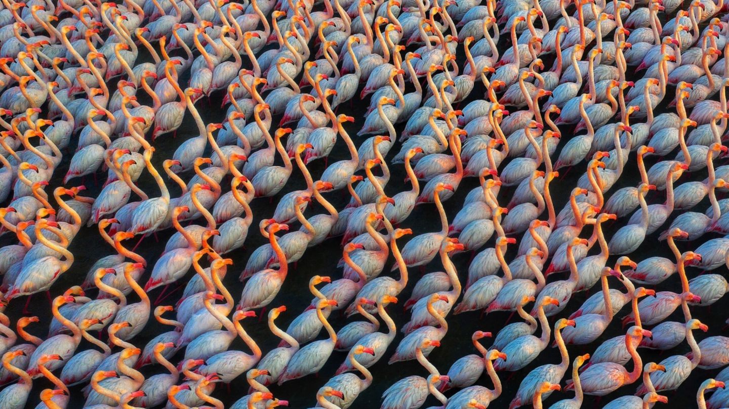 Flamingos stehen eng beieinander Flamingos stehen eng beieinander