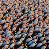 Flamingos stehen eng beieinander