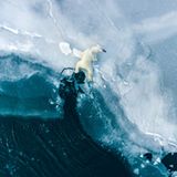 Ein junger Eisbär liegt auf dem Eis