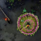 Zwei Arbeiter sind mit ihren bunten Hüten und Kleidern zu sehen inmitten von Seerosen zu sehen